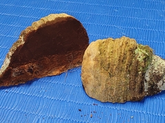 Pyrofomes juniperinus