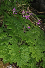 Primula matthioli