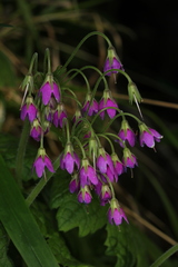 Primula matthioli