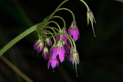 Primula matthioli