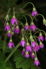 Primula matthioli