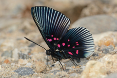 Lyropteryx apollonia