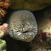 Peppered Moray - Photo (c) Franca Wermuth, some rights reserved (CC BY-NC), uploaded by Franca Wermuth