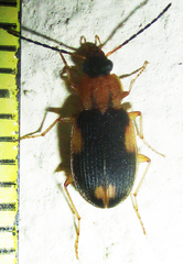 Callistoides