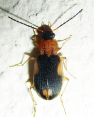 Callistoides