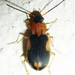 Callistoides - Photo (c) Botswanabugs, algunos derechos reservados (CC BY-NC), uploaded by Botswanabugs