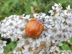 Chalcas obesa