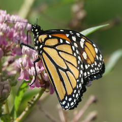 Danaus plexippus