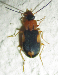 Callistoides