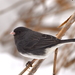 Slate-colored Junco - Photo (c) Craig K. Hunt, some rights reserved (CC BY-NC-ND), uploaded by Craig K. Hunt