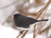 Dark-eyed Junco - Photo (c) Craig K. Hunt, some rights reserved (CC BY-NC), uploaded by Craig K. Hunt