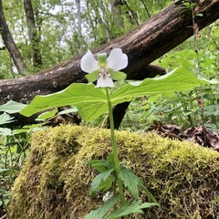 Trillium flexipes
