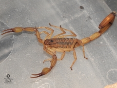 Centruroides elegans