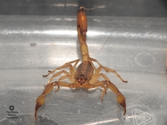Centruroides elegans