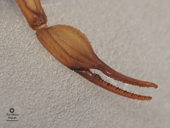 Centruroides elegans