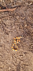Sonora palarostris