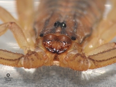 Centruroides elegans