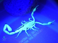 Centruroides elegans