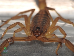 Centruroides elegans