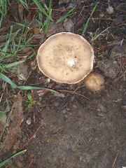 Fungi