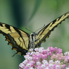 Papilio glaucus