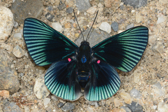 Lyropteryx apollonia