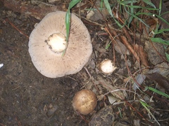Fungi