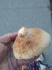Fungi