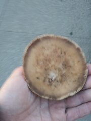 Fungi