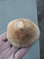 Fungi