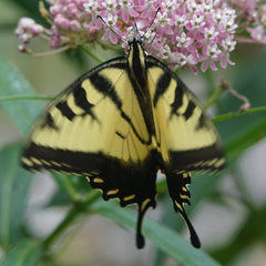 Papilio glaucus