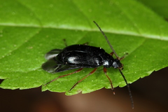 Gonodera luperus