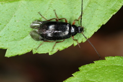 Gonodera luperus