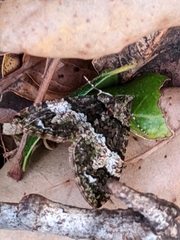Hydriomena albifasciata