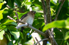 Sporophila minuta