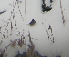Junco hyemalis mearnsi