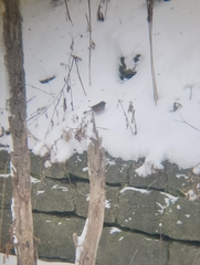 Junco hyemalis mearnsi