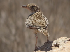 Mirafra javanica