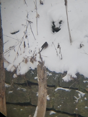 Junco hyemalis mearnsi