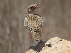 Mirafra javanica