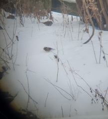 Junco hyemalis mearnsi