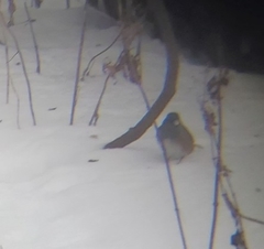 Junco hyemalis mearnsi