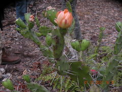Opuntia elata
