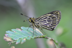 Callimormus interpunctata