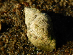 Stramonita brasiliensis