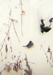 Junco hyemalis mearnsi