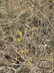 Forestiera segregata