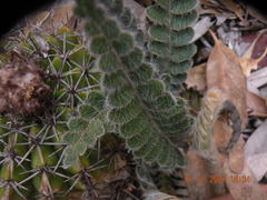 Pleopeltis lepidopteris