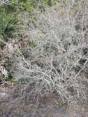 Forestiera segregata