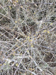 Forestiera segregata